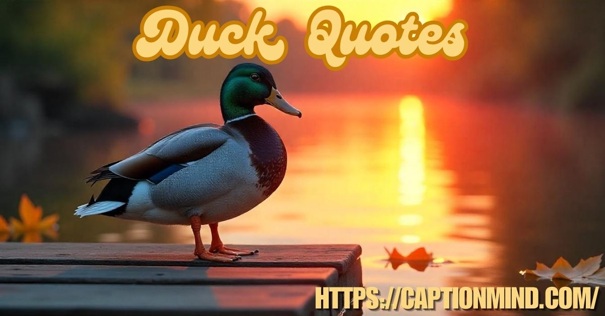 Duck Quotes: Hilarious and Thoughtful Sayings About Ducks - Caption Mind